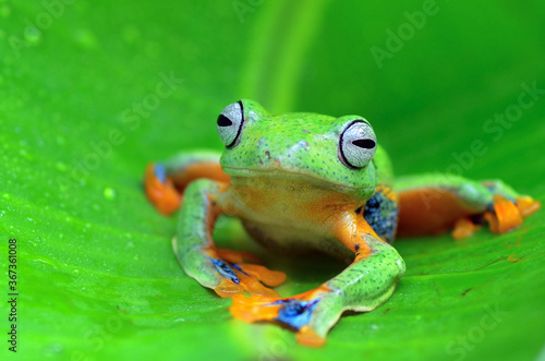 Green tree frog inside a banana leaf