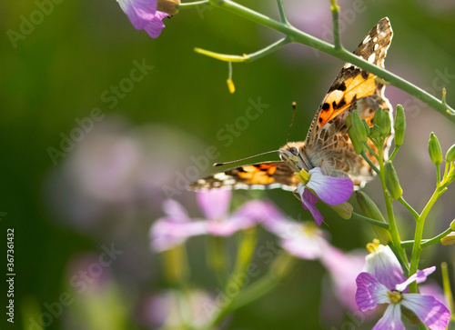 Painted lady butterfly taking nectar from a flower, Bahrain