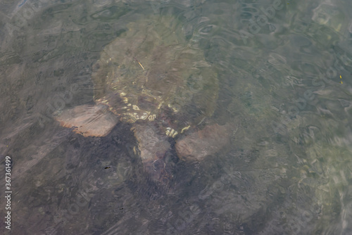 Caretta caretta turtle from Argostoli on the island of Kefalonia Greece