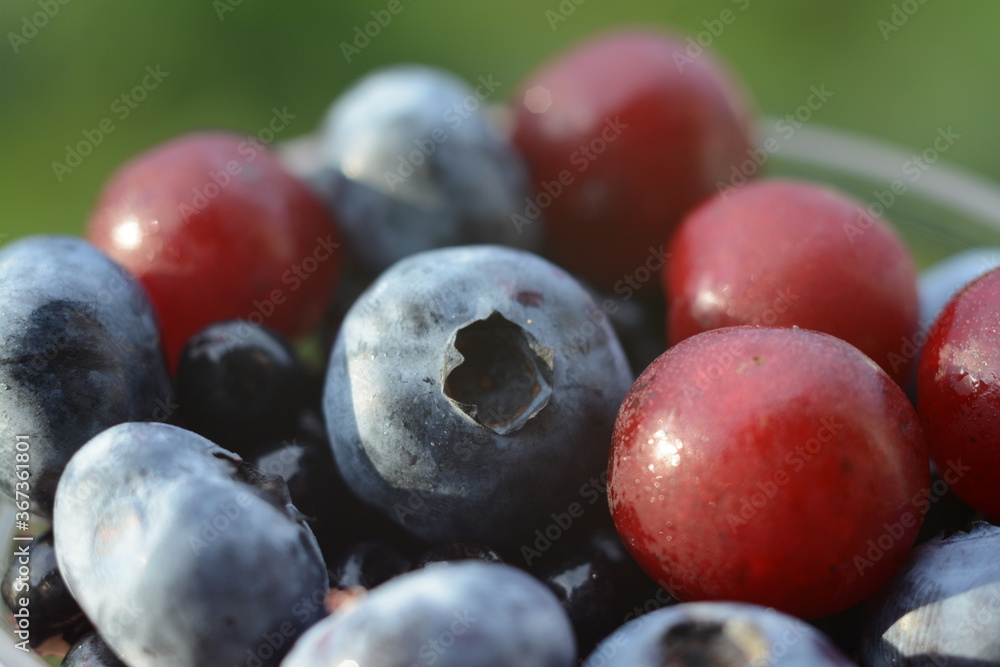 Blueberries and cherries on a plate - gifts of summer Blueberries and cherries on a plate - gifts of summer