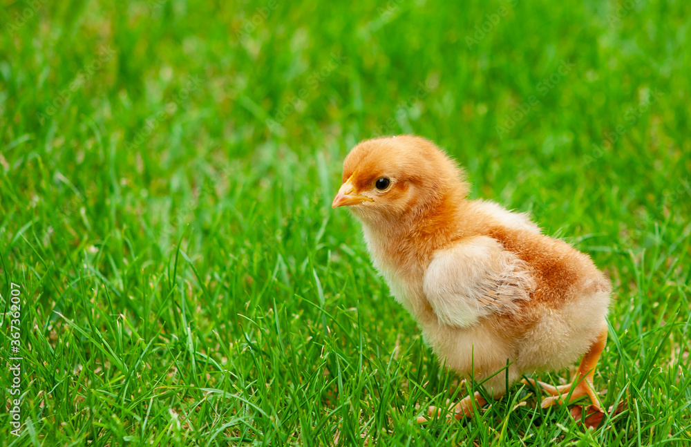 Fluffy chicken on spring grass with selective focus. Easter Fluffy chicken on spring grass with selective focus. Easter
