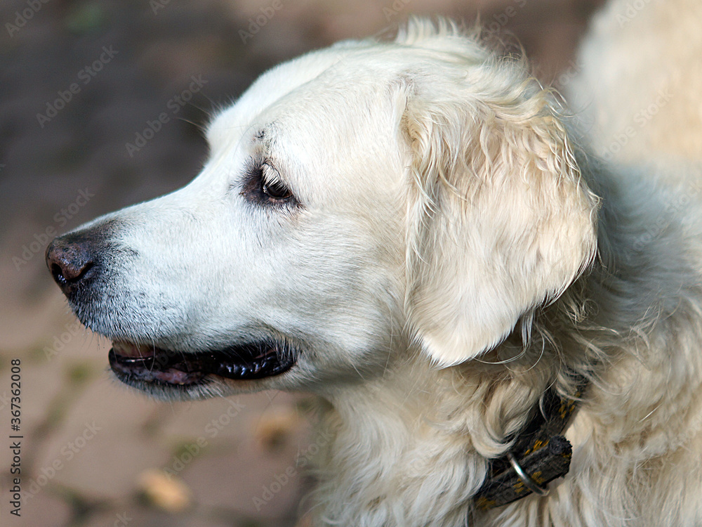 Dog, golden retriever, walking in the park, old dog, close-up Dog, golden retriever, walking in the park, old dog, close-up