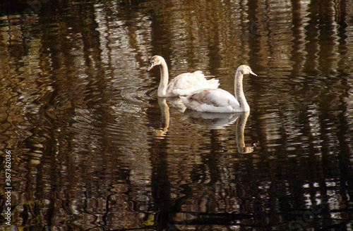 Swan on the lake, reflection, pond in the park, birds
