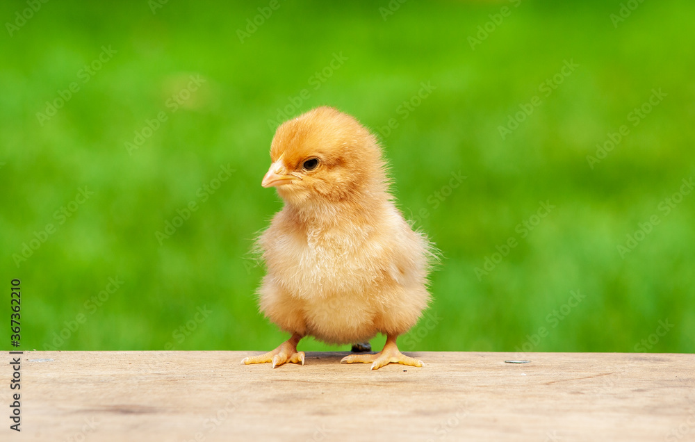  chick on wooden table with light nature backdrop. Single easter bird