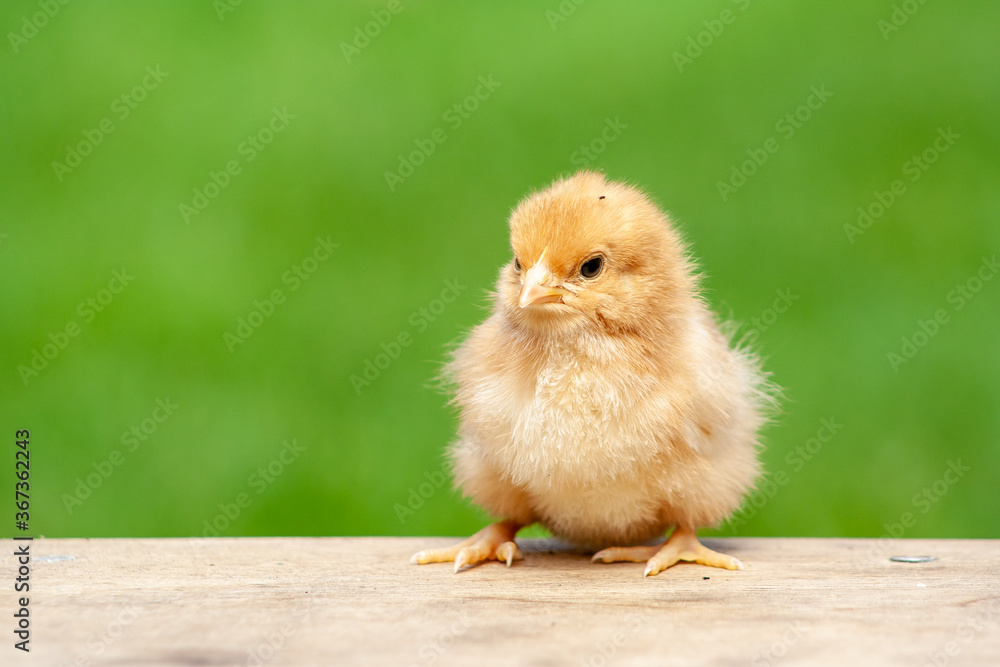  chick on wooden table with light nature backdrop. Single easter bird