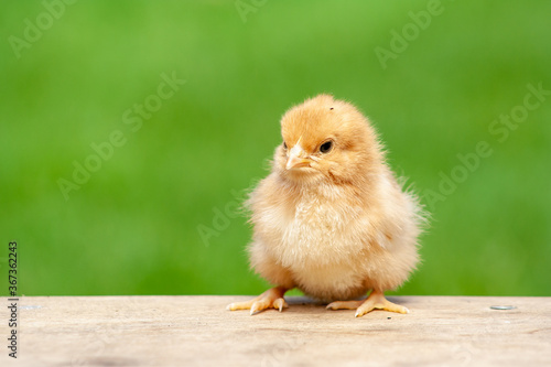  chick on wooden table with light nature backdrop. Single easter bird © daily_creativity