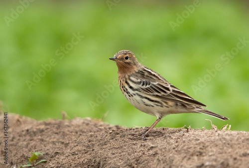 Red-throated pipit perched on mound in a farm, Bahrain © Dr Ajay Kumar Singh