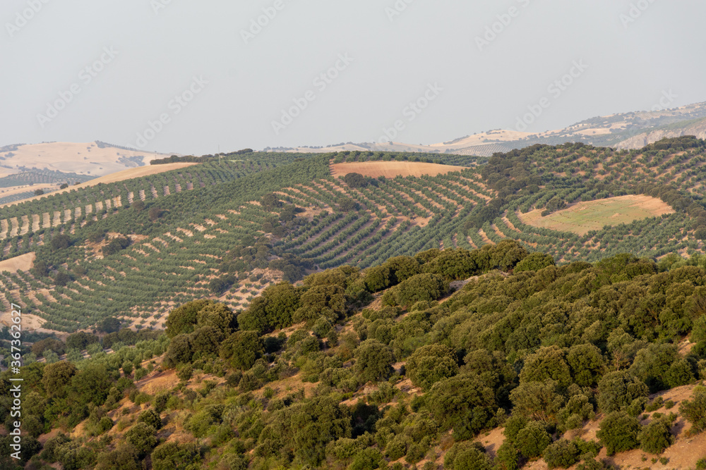 Andalusian landscapes of olive groves with some oak among them on a hot summer evening