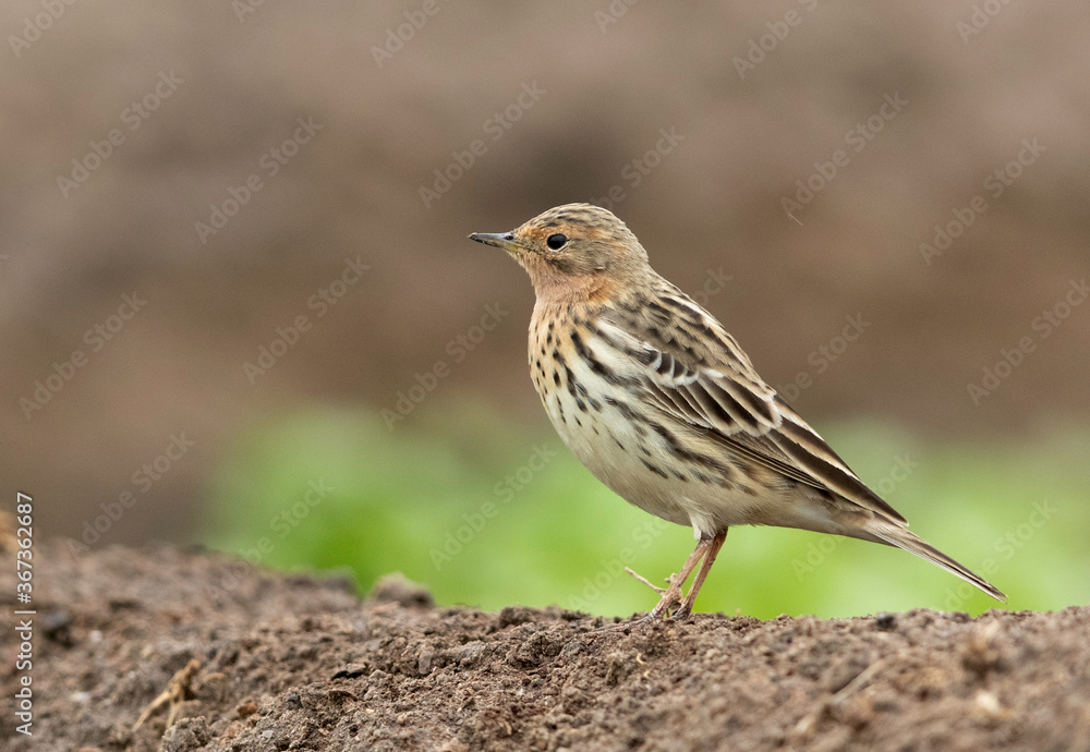 Closeup of Red-throated pipit perched on ground, Bahrain Closeup of Red-throated pipit perched on ground, Bahrain