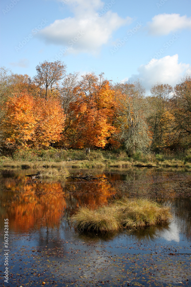 Autumn landscape water scene with orange trees and reflections