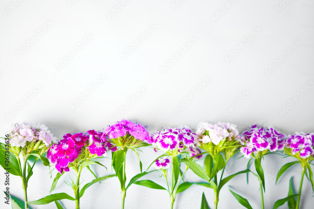 Naklejka premium flowers in a row with copy space for text