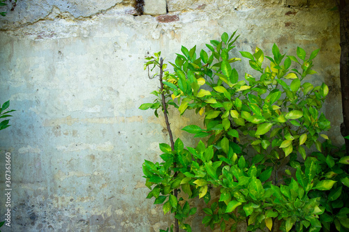 Muro antiguo cubierto de plantas verdes