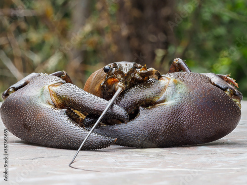 Signal crayfish with large scissors photo