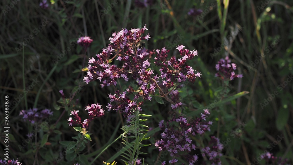 Obraz premium Purple flowers of origanum vulgare or common oregano, wild marjoram. Sunny day