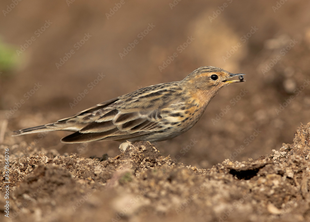 Red-throated pipit holding a prey in mouth, Bahrain Red-throated pipit holding a prey in mouth, Bahrain