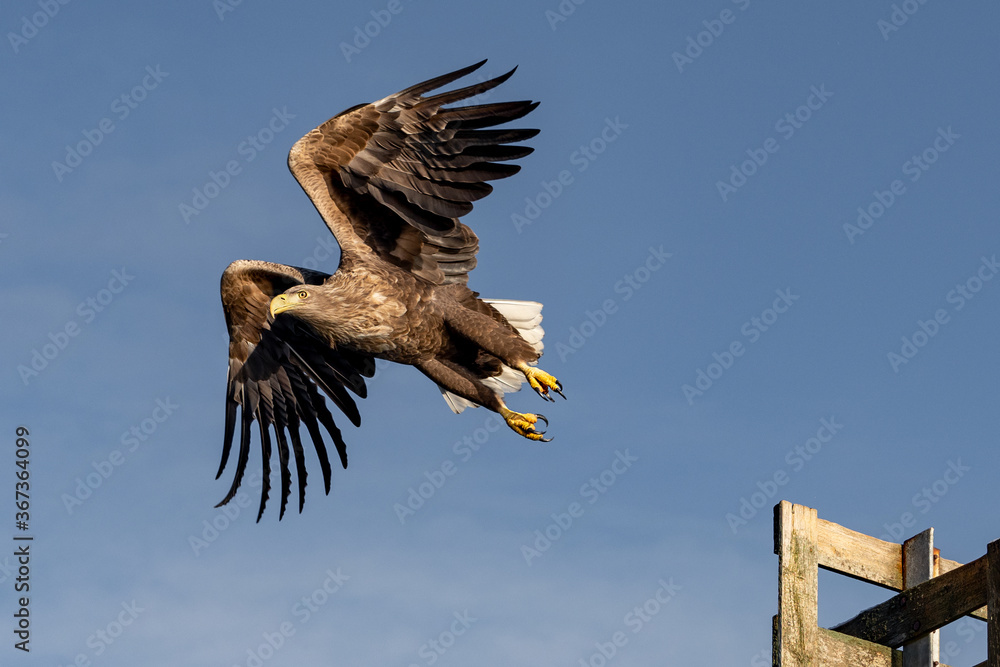 Fototapeta premium Departure of a sea eagle