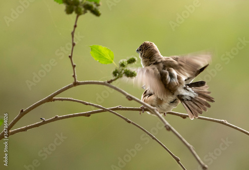 Indian Silverbills mating, Bahrain photo