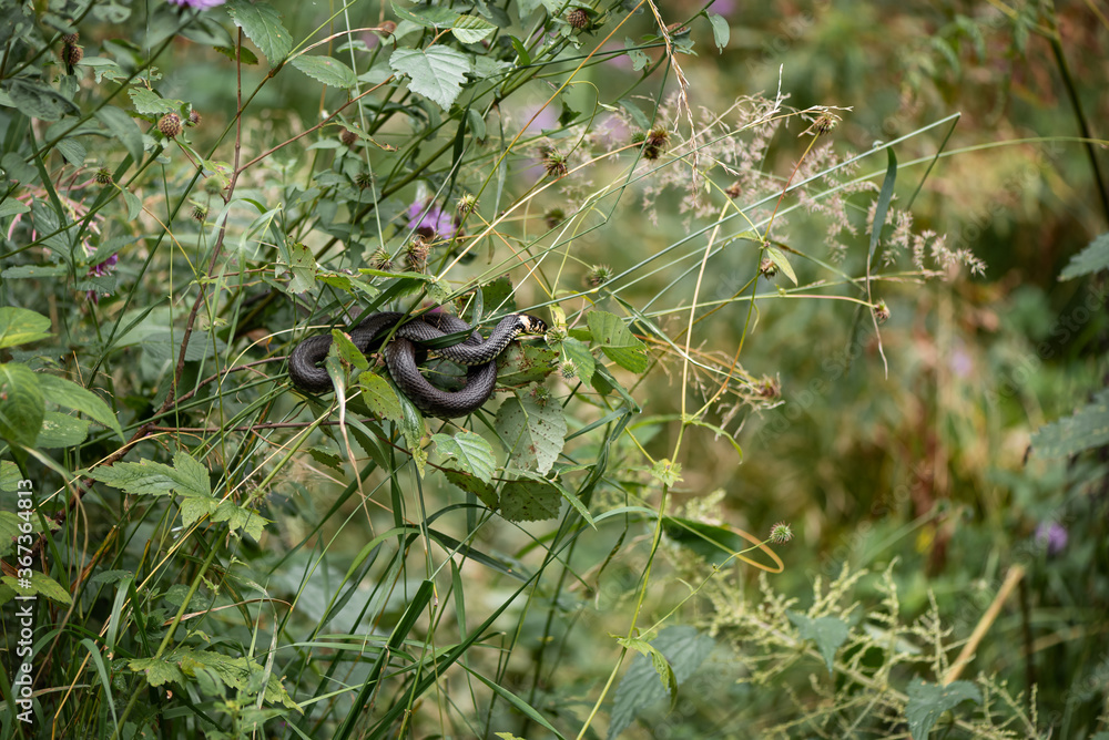 Fototapeta premium Grass snake is hanging on a branch coiled in a loop