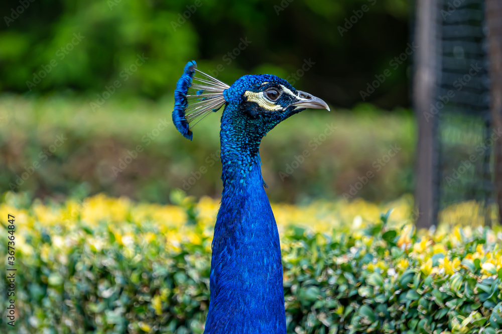 Obraz premium Peacock, side profile.
