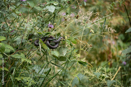 Grass snake is hanging on a branch coiled in a loop