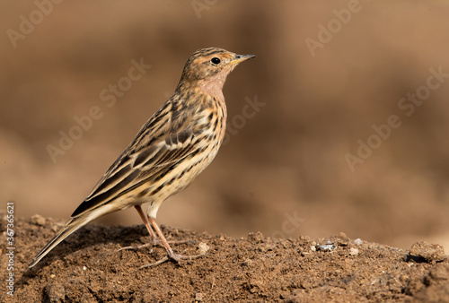 Beatifull Red-throated pipit, Bahrain