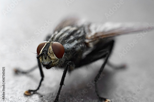 fly close up, close-up photo of a fly, a fly on metal. © Taras