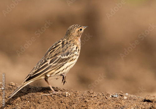 Red-throated pipit standing on one leg, Bahrain