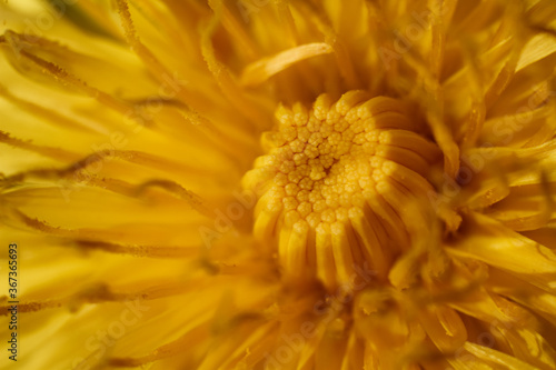 Yellow flower close-up