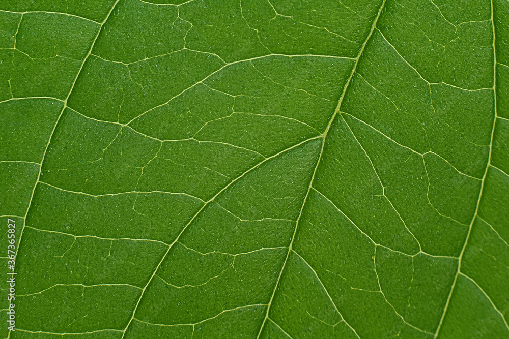 green leaf, leaf macro, green texture, leaf texture green leaf, leaf macro, green texture, leaf texture