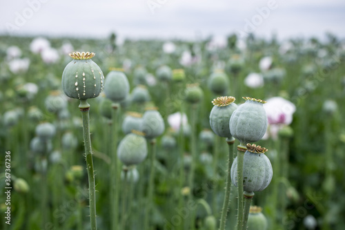 Detail of poppy head with opium latex flowing from immature macadamia (Poppy seed - Papaver somniferum), in the field of bloming poppy, illegal harvesting of narcotics