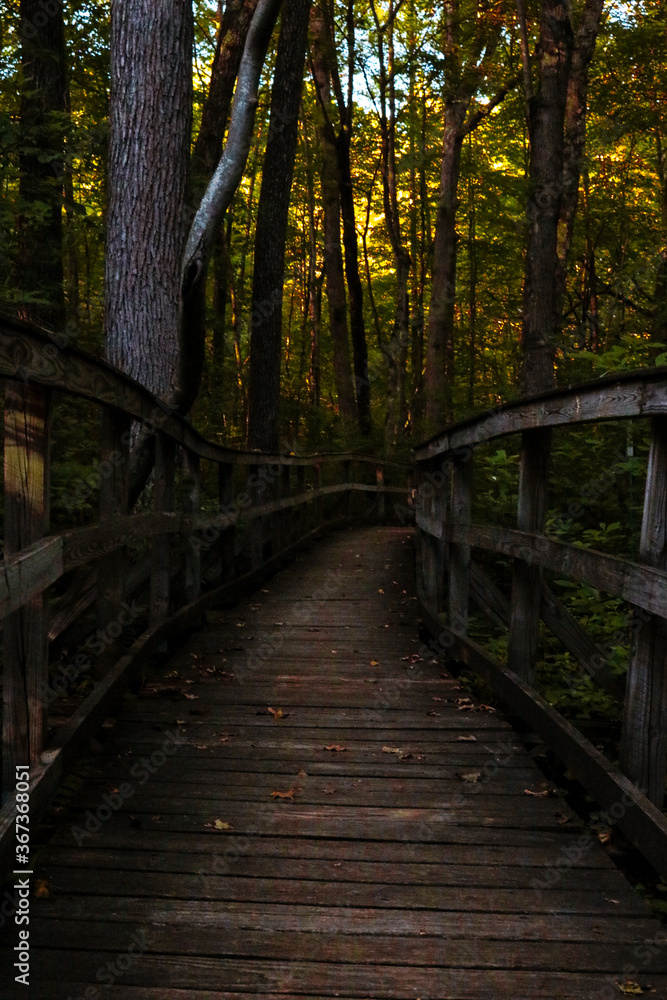 Wooded Path Wooded Path