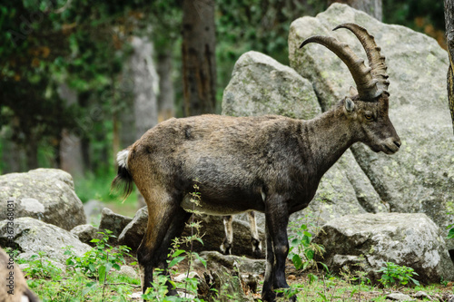 Ibice o cabra salvaje de los Alpes  Capra ibex    Les Angles  pirineos catalanes  comarca de Capcir  Francia