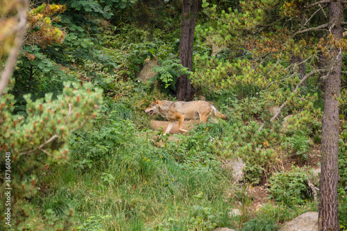 lobo (Canis lupus) , con pelaje de verano, Les Angles, pirineos catalanes, comarca de Capcir, Francia © Tolo
