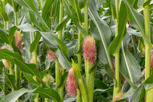 Closeup of cornfield with corn ear and silk growing on cornstalk Fototapeta