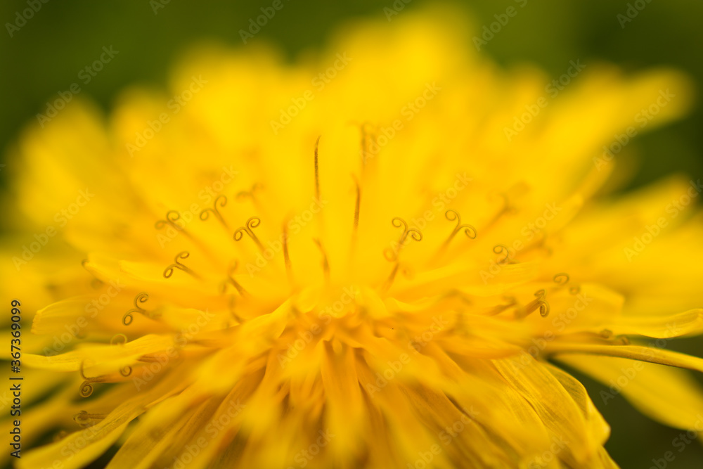 Close up Macro Photograph of a Yellow Dandelion Flower Close up Macro Photograph of a Yellow Dandelion Flower