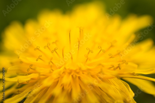 Close up Macro Photograph of a Yellow Dandelion Flower