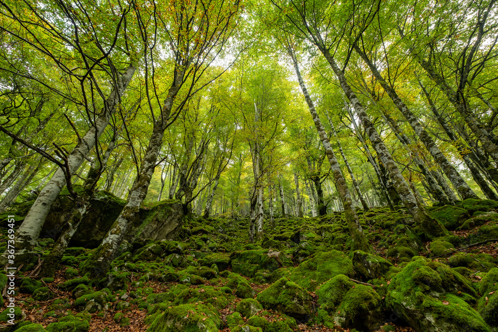 Obraz premium bosque de Bordes, valle de Valier -Riberot-, Parque Natural Regional de los Pirineos de Ariège, cordillera de los Pirineos, Francia
