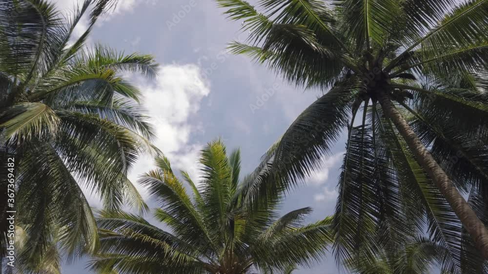Tropical palm trees against sky and sunshine Tropical palm trees against sky and sunshine