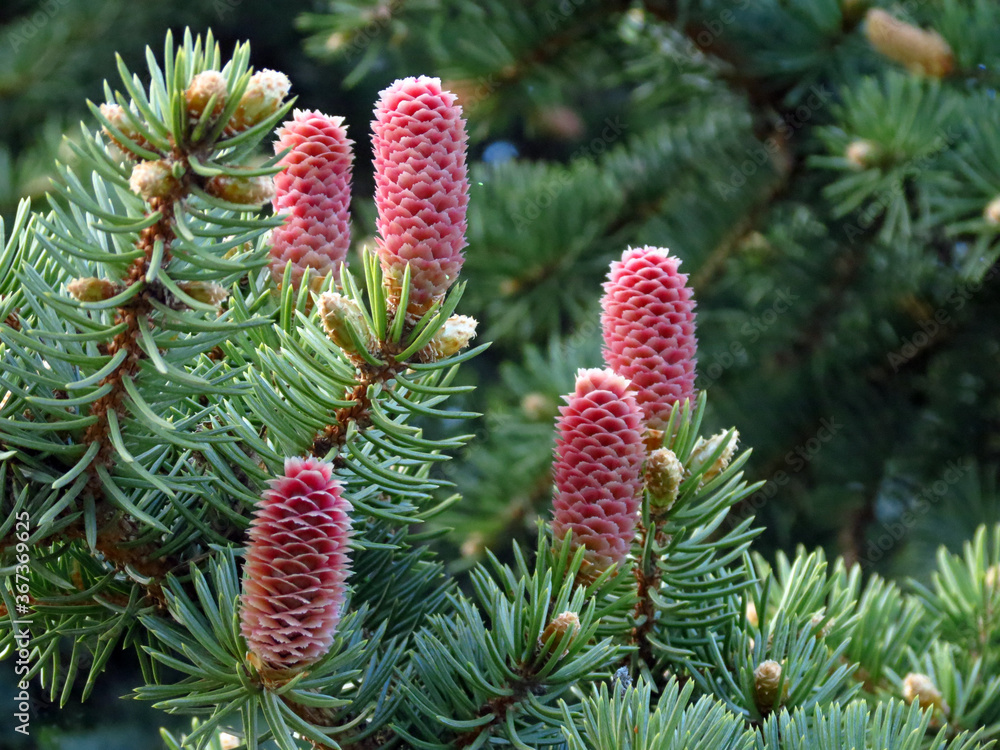 red pine cones red pine cones