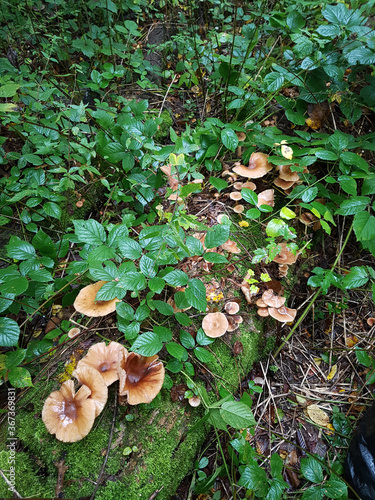 many yellow mushrooms in the forest, green leaves and bushes