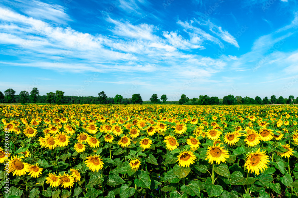 Beautiful summer day over sunflower field