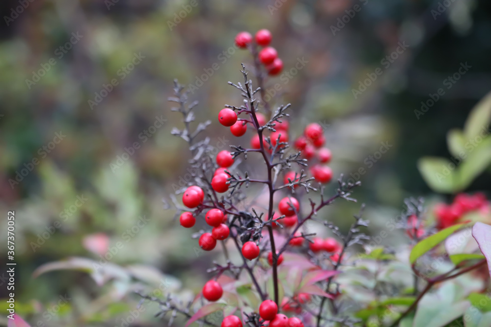 red berries, plants, macro photo, nature details, blurred background red berries, plants, macro photo, nature details, blurred background