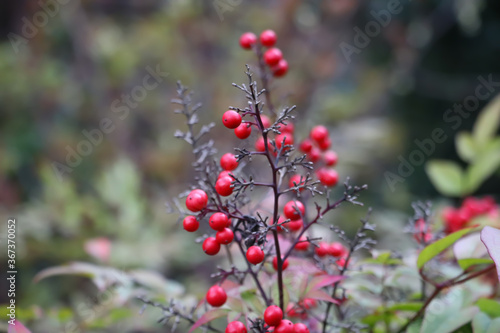 red berries, plants, macro photo, nature details, blurred background