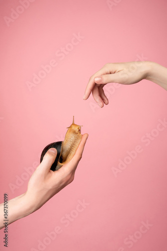 beautiful hands on  pink background, snail in  shell sits on  palm,  helping hand, perspective and hope, hand reaches for  snail, caring for animals, helping  weak, protection of loved ones,