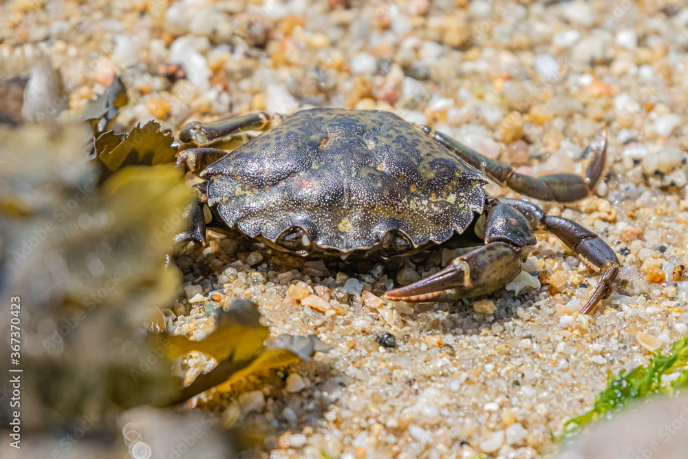 small crab on the Breton coast
