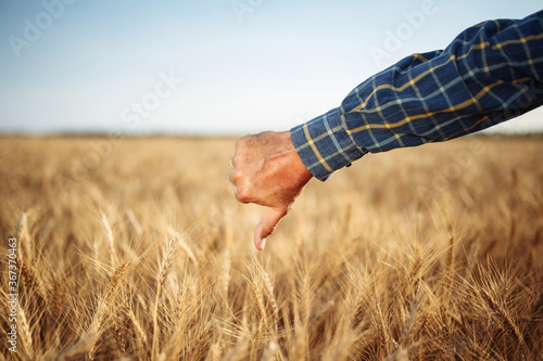 Close up of a male farmer's hand showing thumb down dislike sign on the wheat field. Farmer worker disappointed with a bad little crop harvest of this year. Agricultural and farm concept.