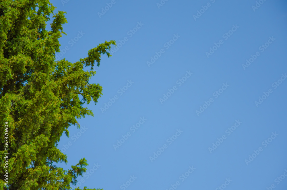 sky background. forest against the sky. sky banner sky background. forest against the sky. sky banner