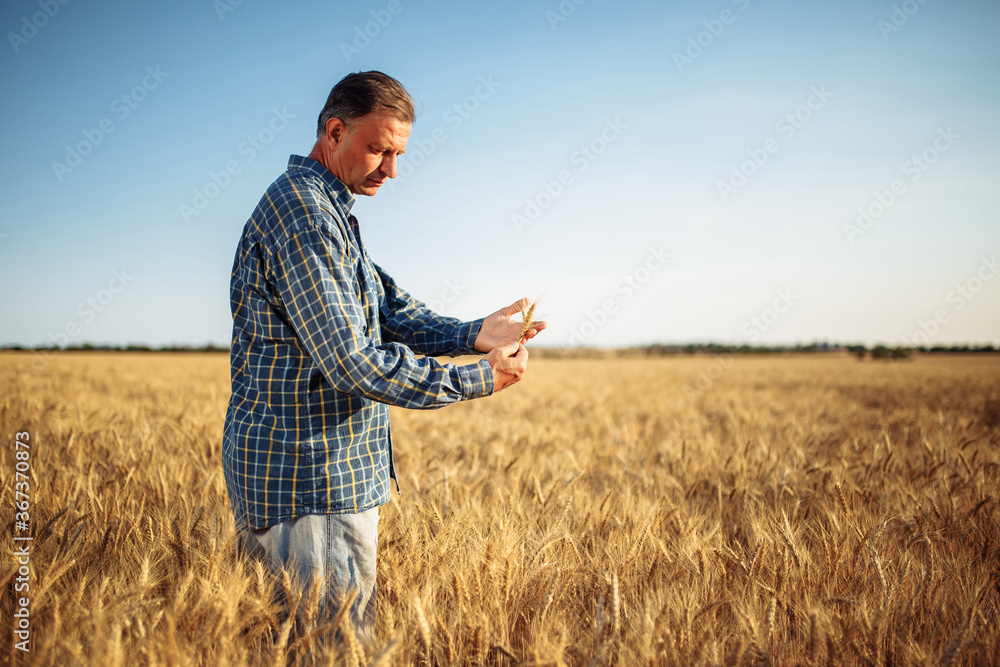 Farmer holds a few ears of wheat in his hands checking the quality of the new harvest on the grain field. A man touches the spikelets to see if they are ripen already. Agricultural concept.