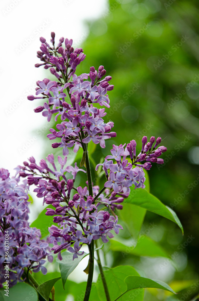 Beautiful floral photography. Violet lilac blooming. Spring nature flower background. Beautiful floral photography. Violet lilac blooming. Spring nature flower background.