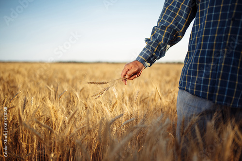 Farmer holds a few spikelets of wheat in his hand standing in the middle of the grain field. Man working on the farm checking the new harvest touching ears of the wheat. Agricultural concept.